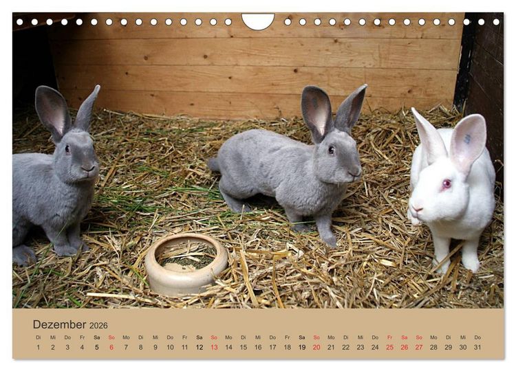 Produktbild: Rex - Kaninchen (Wandkalender 2026 DIN A4 quer), CALVENDO Monatskalender