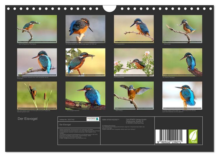 Produktbild: Der Eisvogel (Wandkalender 2026 DIN A4 quer), CALVENDO Monatskalender