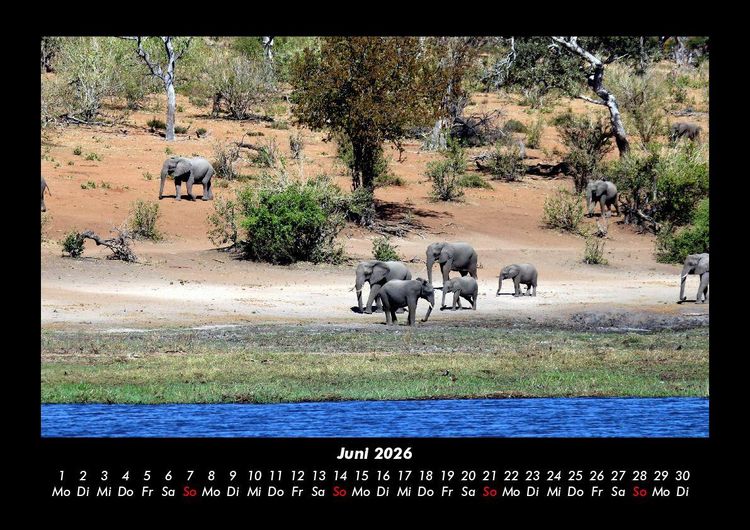 Produktbild: Der Elefantenkalender 2026 Fotokalender DIN A3