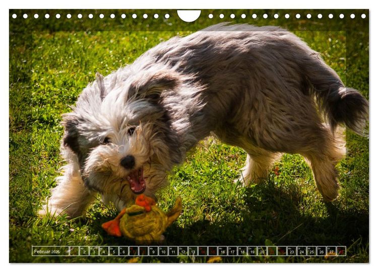Produktbild: Bearded Collie, mein Freund (Wandkalender 2026 DIN A4 quer), CALVENDO Monatskalender