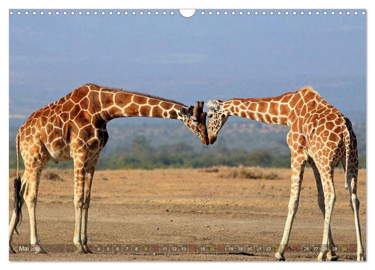 Produktbild: Giraffen - Sanftheit und Anmut (Wandkalender 2026 DIN A3 quer), CALVENDO Monatskalender