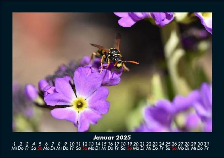Produktbild: Blumenkalender 2025 Fotokalender DIN A5