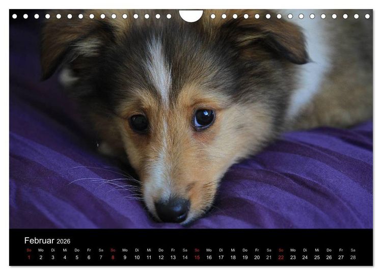Produktbild: Shelties 2026 (Wandkalender 2026 DIN A4 quer), CALVENDO Monatskalender