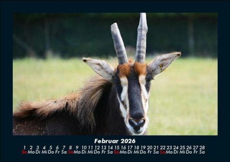 Produktbild: Tierkalender 2026 Fotokalender DIN A5