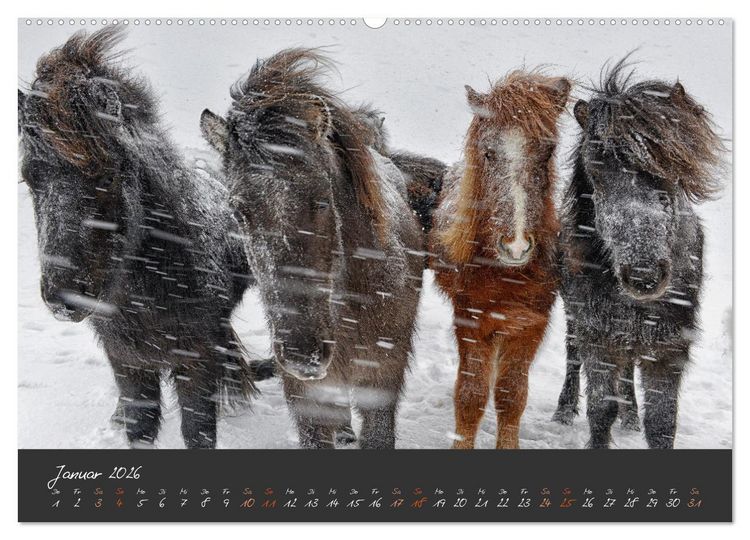 Produktbild: Islandpferde im Isi-Land (Wandkalender 2026 DIN A2 quer), CALVENDO Monatskalender