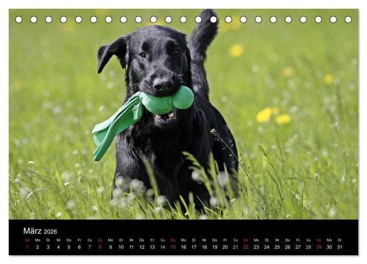 Produktbild: Flatcoated Retriever (Tischkalender 2026 DIN A5 quer), CALVENDO Monatskalender