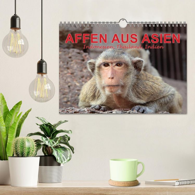 Produktbild: AFFEN AUS ASIEN Indonesien, Thailand, Indien (Wandkalender 2026 DIN A4 quer), CALVENDO Monatskalender