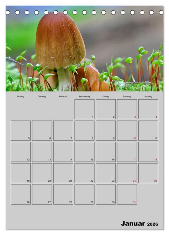 Produktbild: Quer durch die Pilze (Tischkalender 2026 DIN A5 hoch), CALVENDO Monatskalender