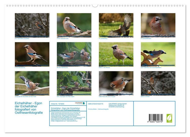 Produktbild: Eichelh&auml;her - Egon der Eichelh&auml;her fotografiert von Ostfriesenfotografie (Wandkalender 2026 DIN A2 quer), CALVENDO Monatskalender