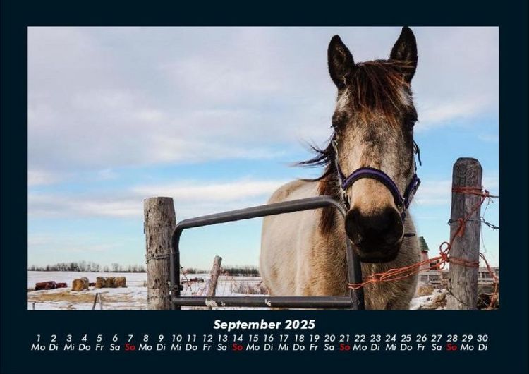 Produktbild: Pferde Kalender 2025 Fotokalender DIN A4