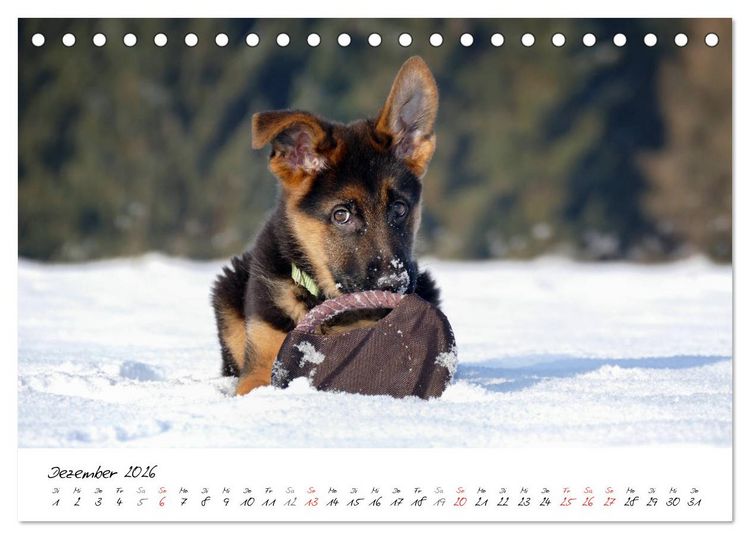 Produktbild: Junge Deutsche Sch&auml;ferhunde (Tischkalender 2026 DIN A5 quer), CALVENDO Monatskalender