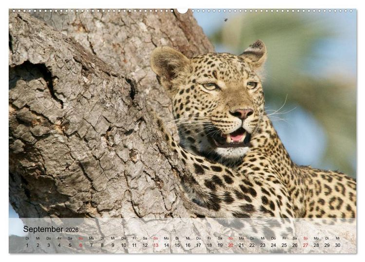 Produktbild: Leoparden. Elegante J&auml;ger (Wandkalender 2026 DIN A2 quer), CALVENDO Monatskalender