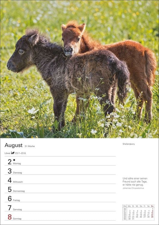 Produktbild: Pferde Wochenplaner 2027 - 53 faszinierende Fotografien