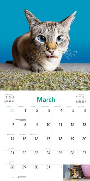 Produktbild: Cats on Catnip Wall Calendar 2027