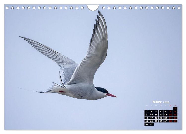 Produktbild: Die Vogelwelt der &Auml;u&szlig;eren Hebriden (Wandkalender 2026 DIN A4 quer), CALVENDO Monatskalender