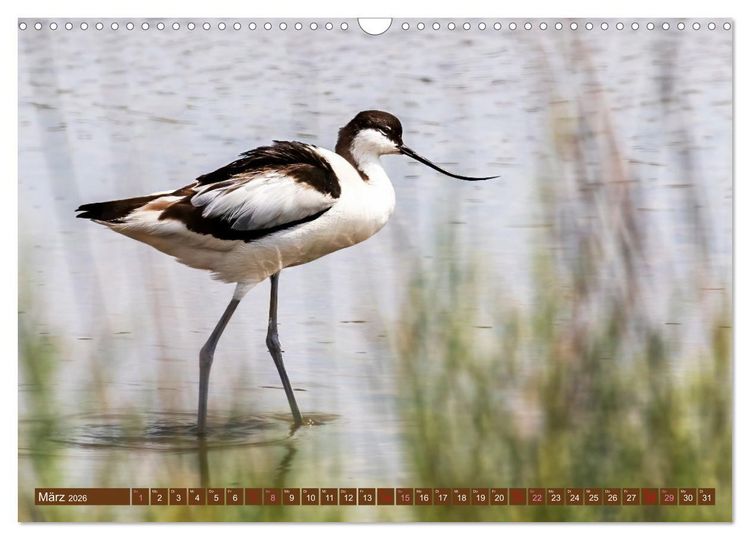Produktbild: Die Vogelwelt der Camargue (Wandkalender 2026 DIN A3 quer), CALVENDO Monatskalender