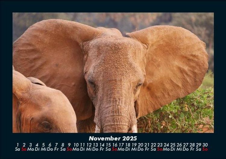 Produktbild: Elefanten - Die sanften Riesen Afrikas 2025 Fotokalender DIN A5