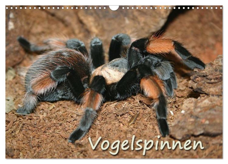 Produktbild: Vogelspinnen (Wandkalender 2026 DIN A3 quer), CALVENDO Monatskalender