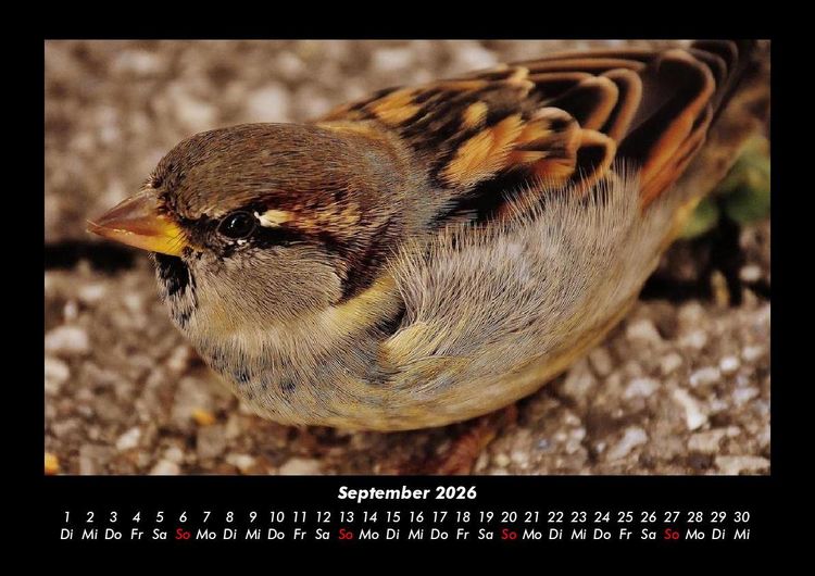 Produktbild: Welt der V&ouml;gel 2026 Fotokalender DIN A3