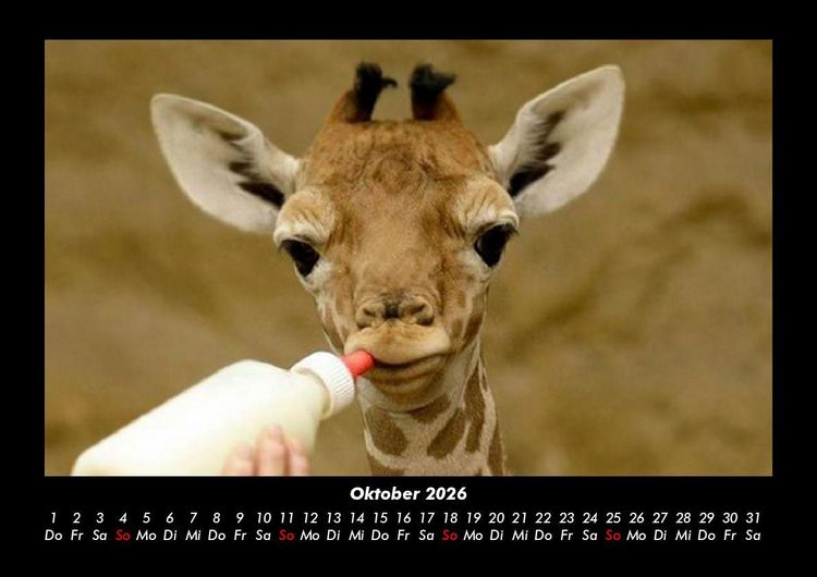 Produktbild: Giraffen 2026 Fotokalender DIN A3