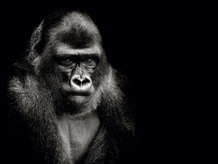 Produktbild: Gorilla (Puzzle)