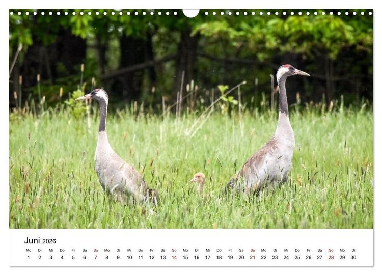Produktbild: Kraniche im Erzgebirge (Wandkalender 2026 DIN A3 quer), CALVENDO Monatskalender