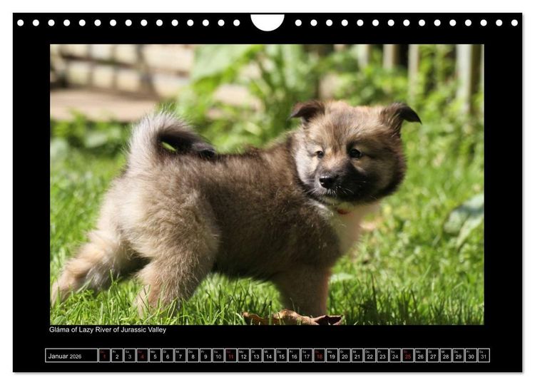 Produktbild: Islandhund - Welpen / CH-Version (Wandkalender 2026 DIN A4 quer), CALVENDO Monatskalender