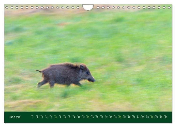 Produktbild: Wild Boars (Wall Calendar 2027 DIN A4 landscape), CALVENDO 12 Month Wall Calendar