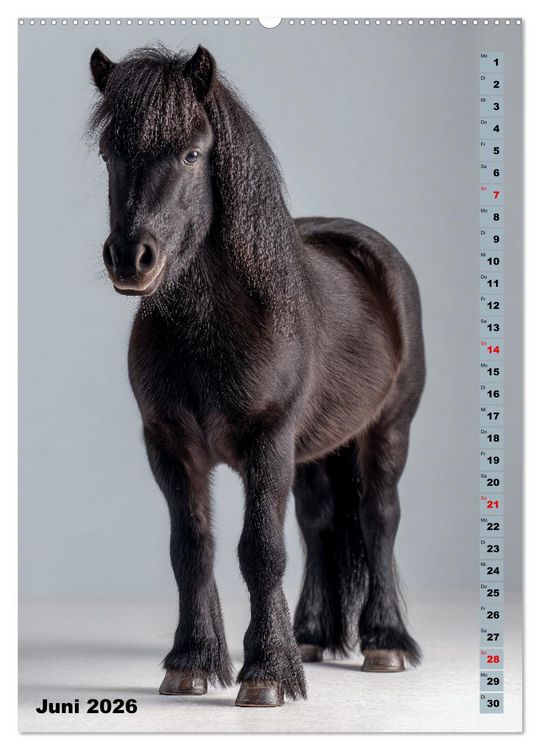 Produktbild: Das Leben ist ein Ponyhof - Zwergponys im Studiolicht (hochwertiger Premium Wandkalender 2026 DIN A2 hoch), Kunstdruck in Hochglanz