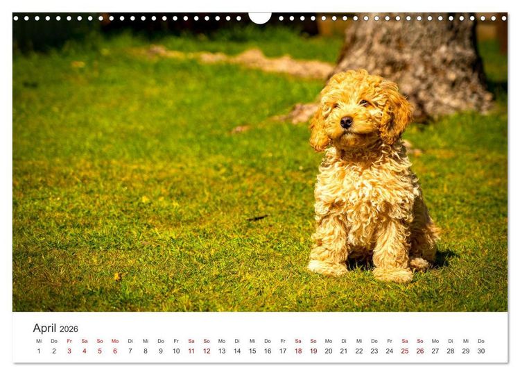 Produktbild: Pudel - Die flauschigen Lockenk&ouml;pfe. (Wandkalender 2026 DIN A3 quer), CALVENDO Monatskalender