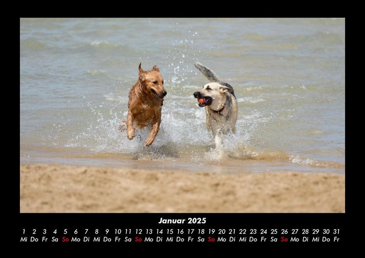 Produktbild: Hundezauber 2025 Fotokalender DIN A3