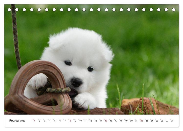Produktbild: Samojeden Welpen (Tischkalender 2026 DIN A5 quer), CALVENDO Monatskalender