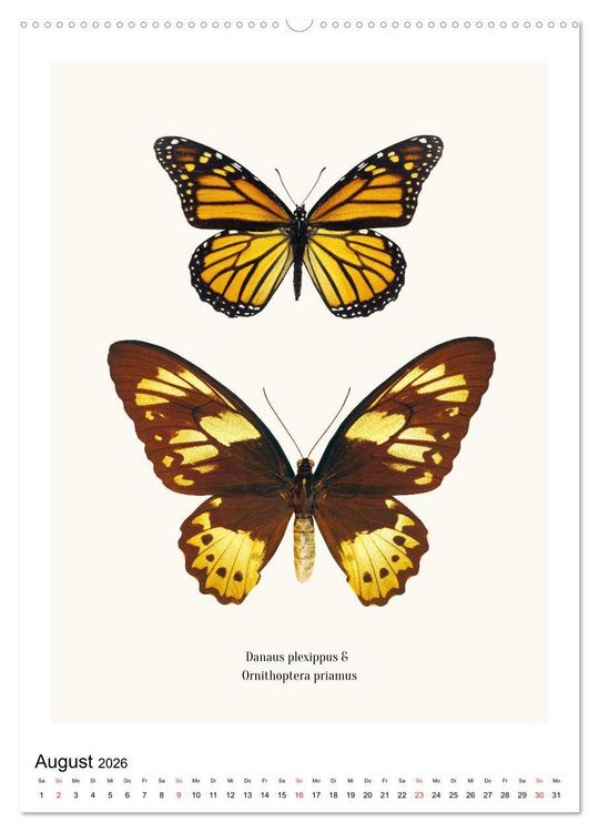 Produktbild: Die sch&ouml;nsten Schmetterlinge (hochwertiger Premium Wandkalender 2026 DIN A2 hoch), Kunstdruck in Hochglanz