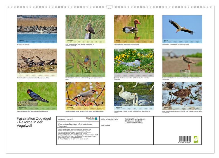 Produktbild: Faszination Zugv&ouml;gel - Rekorde in der Vogelwelt (Wandkalender 2026 DIN A2 quer), CALVENDO Monatskalender