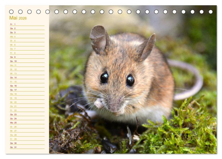 Produktbild: Gr&uuml;sse von der Maus! (Tischkalender 2026 DIN A5 quer), CALVENDO Monatskalender