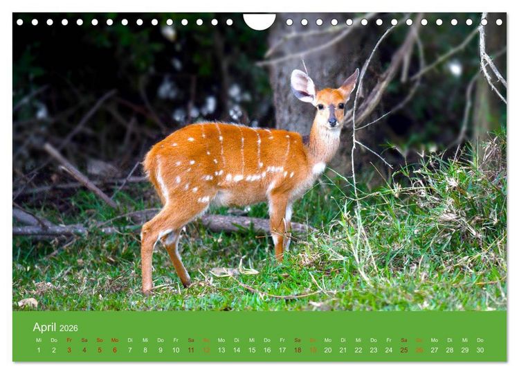 Produktbild: Antilopen, sch&ouml;n und schnell (Wandkalender 2026 DIN A4 quer), CALVENDO Monatskalender