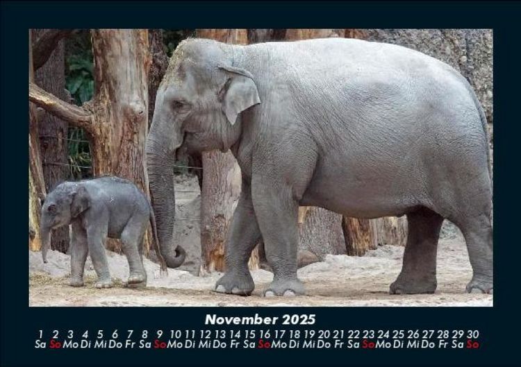 Produktbild: Welt der Tiere 2025 Fotokalender DIN A5