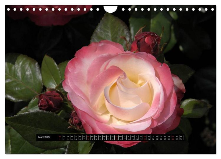 Produktbild: Rosen - Parade (Wandkalender 2026 DIN A4 quer), CALVENDO Monatskalender