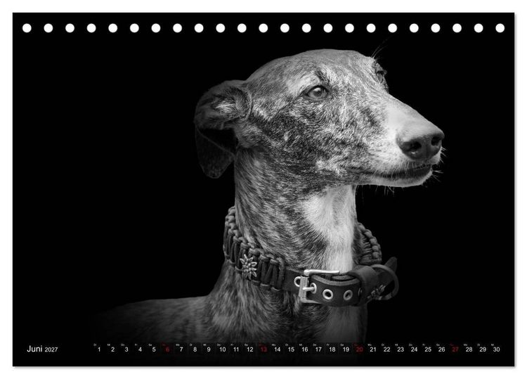 Produktbild: Galgo Espa&ntilde;ol - der spanische Windhund 2027 (Tischkalender 2027 DIN A5 quer), CALVENDO Monatskalender