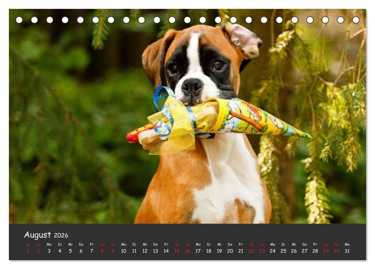 Produktbild: Wenn ich gro&szlig; bin werd' ich Boxer (Tischkalender 2026 DIN A5 quer), CALVENDO Monatskalender