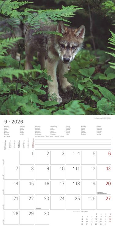 Produktbild: Wölfe 2026 - Broschürenkalender 30x30 cm (30x60 geöffnet) - Kalender mit Platz für Notizen - Wolves - Bildkalender - Wandplaner - Alpha Edition