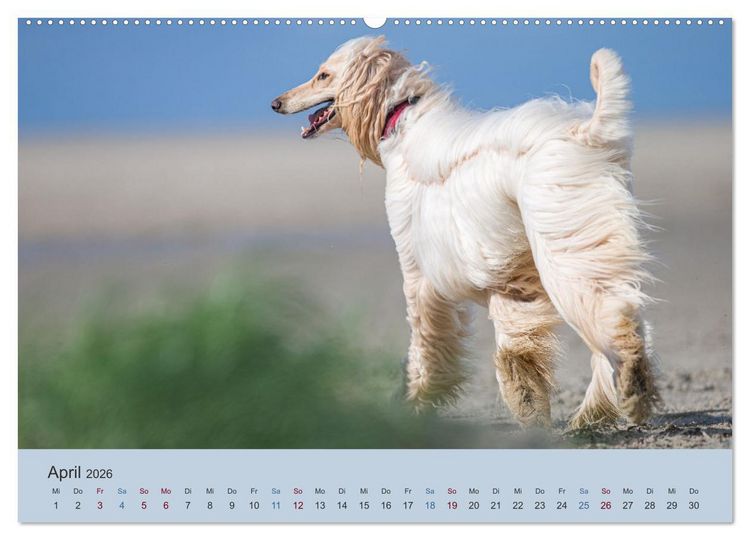 Produktbild: AFGHANISCHE WINDHUNDE 2026 (hochwertiger Premium Wandkalender 2026 DIN A2 quer), Kunstdruck in Hochglanz