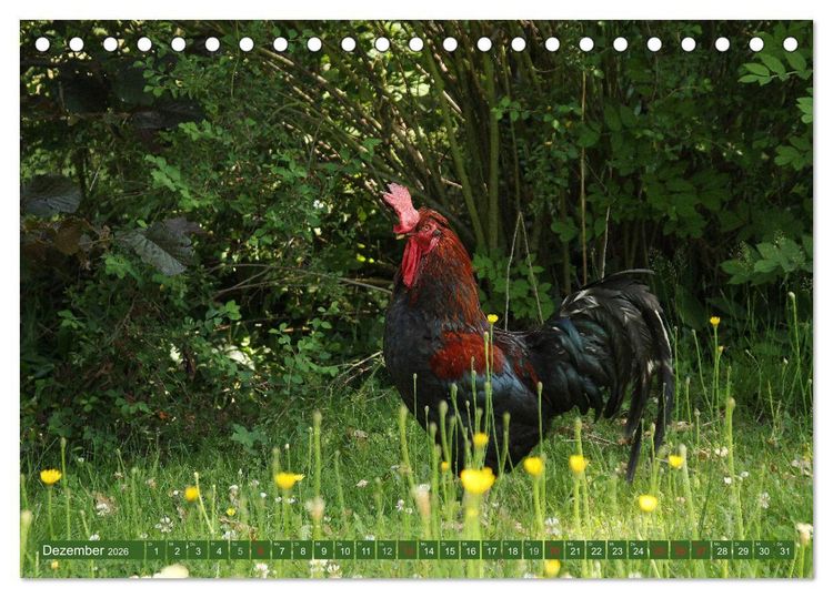 Produktbild: Hannoversches Wendland Vertr&auml;umtes Landleben (Tischkalender 2026 DIN A5 quer), CALVENDO Monatskalender