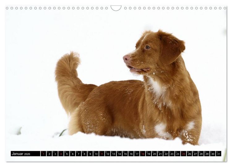 Produktbild: Nova Scotia Duck Tolling Retriever (Wandkalender 2026 DIN A3 quer), CALVENDO Monatskalender