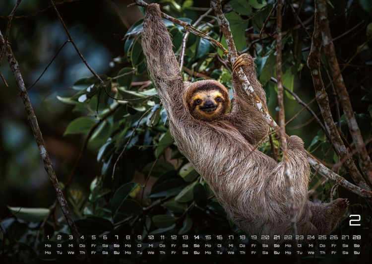Produktbild: Faultiere &ndash; Chill mal! - 2027 - Kalender DIN A2