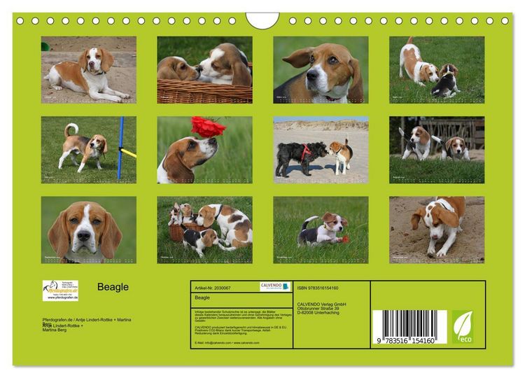 Produktbild: Beagle (Wandkalender 2026 DIN A4 quer), CALVENDO Monatskalender