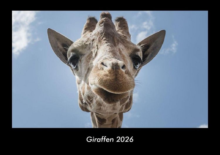 Produktbild: Giraffen 2026 Fotokalender DIN A3