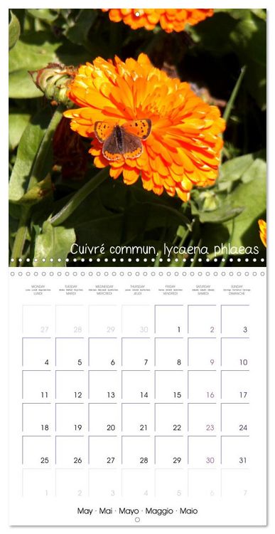Produktbild: D&eacute;licats Papillons de nos r&eacute;gions, de France et d'Europe (Calendrier mural carr&eacute; 2026 30x30 cm) Calendrier double avec une page pour vos prises de notes