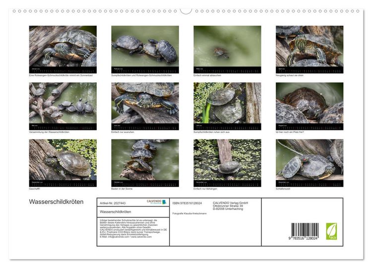 Produktbild: Wasserschildkr&ouml;ten (hochwertiger Premium Wandkalender 2026 DIN A2 quer), Kunstdruck in Hochglanz