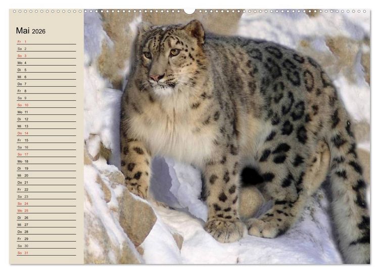 Produktbild: Schneeleoparden. Geschmeidige Gebirgsj&auml;ger (hochwertiger Premium Wandkalender 2026 DIN A2 quer), Kunstdruck in Hochglanz